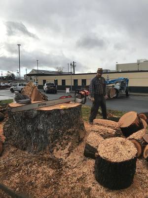 Down to the Stump
