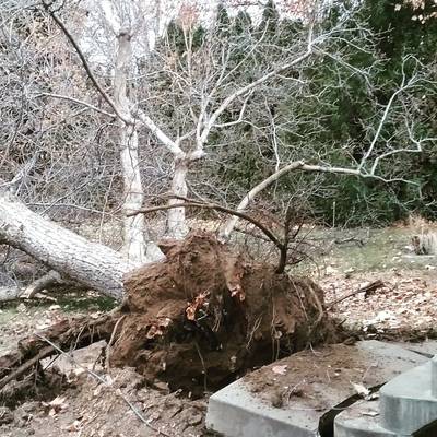 Wind Downed Walnut