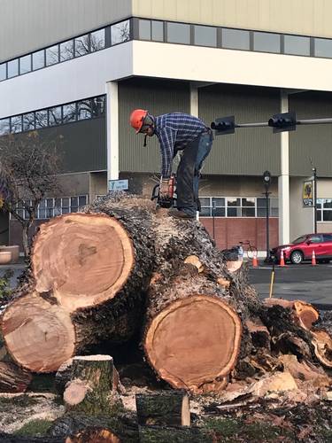 Tree to Table, plus